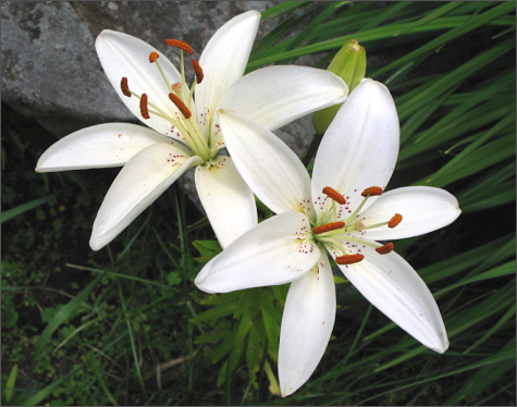 Lys asiatique blanc